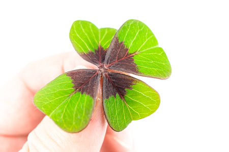 Fingers holding four-leaf cloverの写真素材