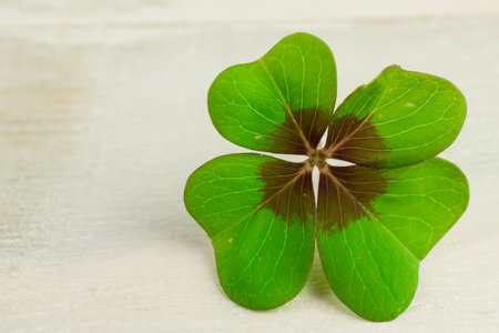 Four-leaf clover and a lot of copy space