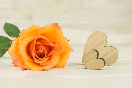 Orange rose with drops of water and two wooden heartsの写真素材