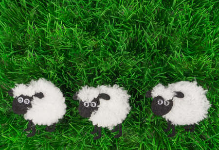 Sheep in the meadowの写真素材