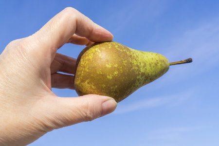 pear holding in handの写真素材