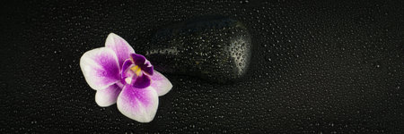 orchid with water drops