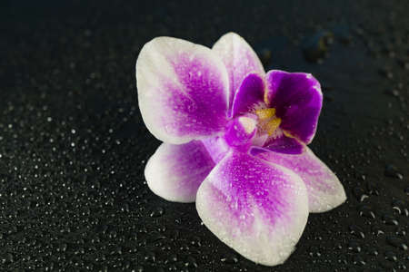 orchid with water dropsの写真素材