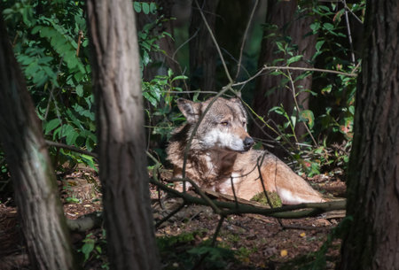 Wolf in the forest