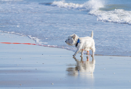 Little white dog has fun on the beachの写真素材