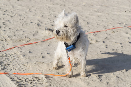 Little white dog on the beach