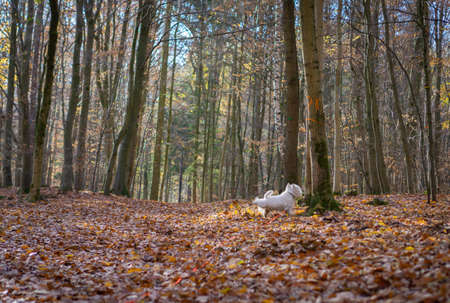 White dog in the forestの写真素材