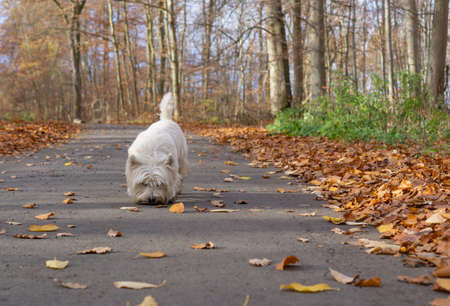 White dog going on walkiesの写真素材