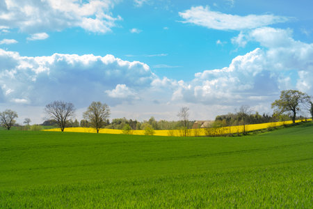 Beautiful landscape on the German Baltic coast region with green fields, trees and blooming rape...