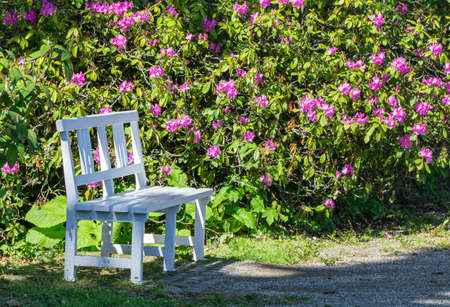 Beautiful white wooden bench in a parkの写真素材