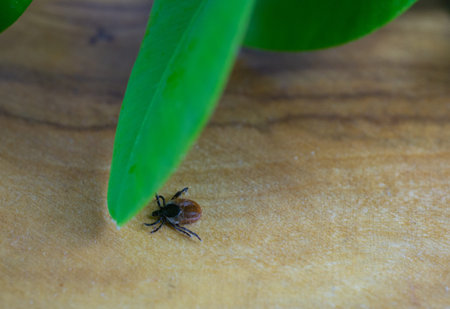 A tick is crawling towards a leaf
