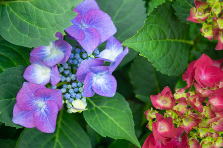 Pink and purple hydrangea with green leaves