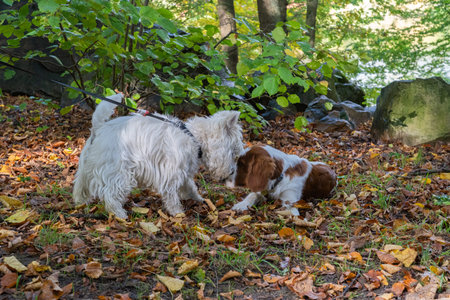 Two dogs sniff each other while walking in the forest