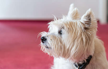 Cute West Highland White Terrier on red carpeted floorの写真素材