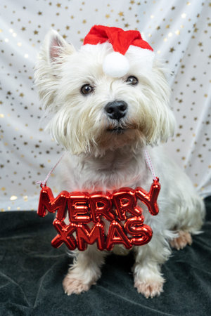 Little white dog, West Highland White Terrier, with a Santa Claus hat and the words Merry Xmas around his neckの写真素材