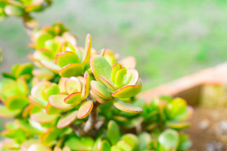 Close-up of beautiful green succulentsの写真素材