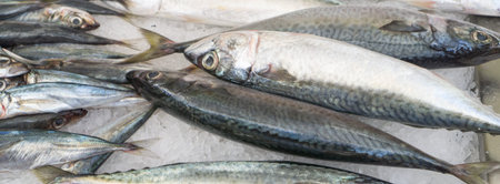 Freshly caught fish at the fish marketの写真素材