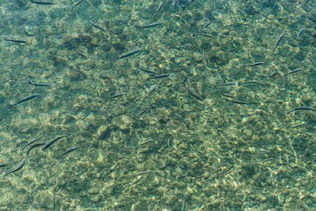 Many small fish in the crystal clear water, view from aboveの写真素材