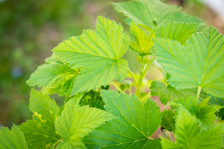 The green leaves of a young shrub of black currant, copy space