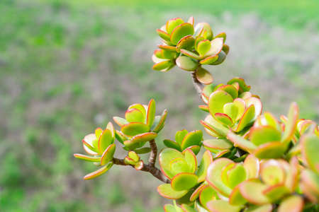 Close-up of beautiful green succulentsの写真素材