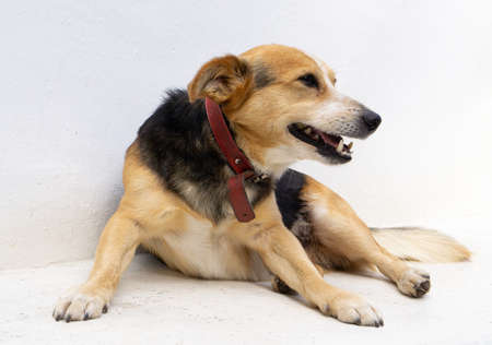Small black-brown mongrel dog with a red collarの写真素材