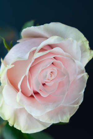 Beautiful pink rose flower with dark blue backgroundの写真素材