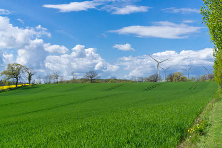 Beautiful landscape on the German Baltic coast region with green fields, trees, blooming rapeseed field and wind turbines on the horizonの写真素材