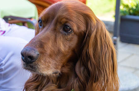 Portrait of a beautiful Irish setterの写真素材