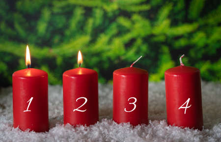Four red Advent candles in the snow, two are burning, in the background fir treesの写真素材