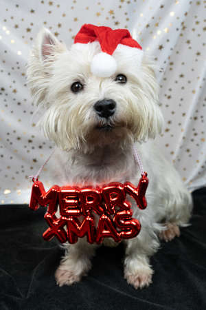 Little white dog, West Highland White Terrier, with a Santa Claus hat and the words Merry Xmas around his neckの写真素材