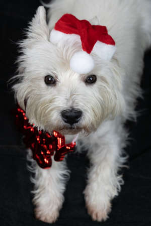 Little white dog, West Highland White Terrier, with a Santa Claus hatの写真素材