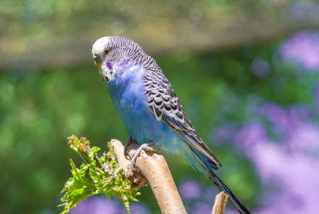 Blue budgerigar sitting on a branch and looking to the cameraの写真素材
