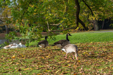A flock of wild geese in the autumnal parkの写真素材