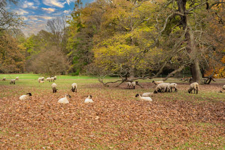 Flock of black-headed sheep on an autumn pastureの写真素材