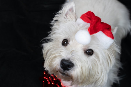 Little white dog, West Highland White Terrier, with a Santa Claus hatの写真素材