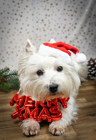 Little white dog, West Highland White Terrier, with a Santa Claus hat and the words Merry Xmas around his neckの写真素材