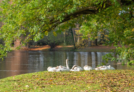 Young swans are resting on the bank of a lakeの写真素材
