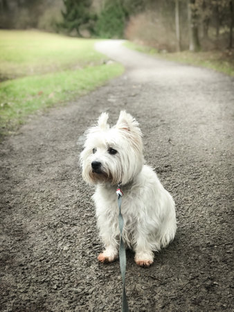 West Highland White Terrier sits and waitsの写真素材