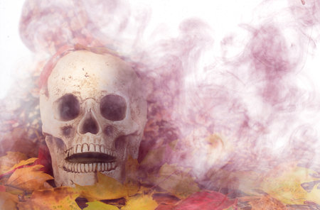 Scary skull in the foliageの写真素材