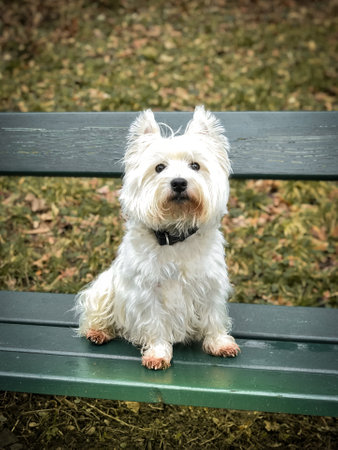 West Highland White Terrier sits on a wooden benchの写真素材