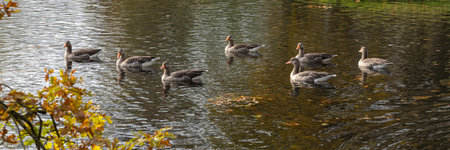Floating flock of wild geese on a lake, panoramaの写真素材