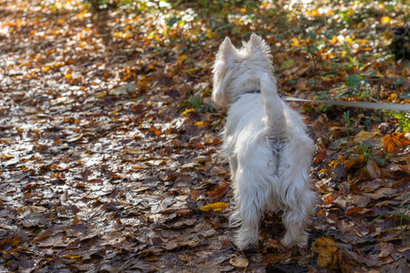 In the autumn forest, a small white dog looks in the opposite directionの写真素材