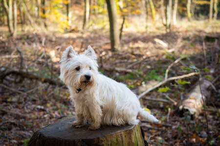 Small white dog sits in the forest on an old stumpの写真素材