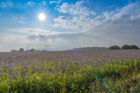 Landscape panorama with a large field of purple cornflowersの写真素材