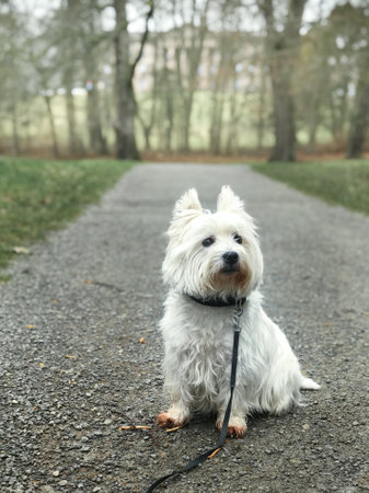 West Highland White Terrier sits and waitsの写真素材