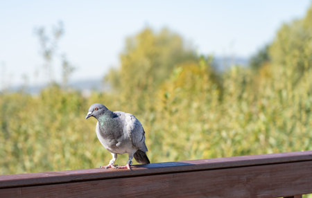A ringed carrier pigeon takes a break on its flight into the domestic dovecoteの写真素材
