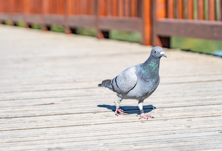 A ringed carrier pigeon takes a break on its flight into the domestic dovecoteの写真素材
