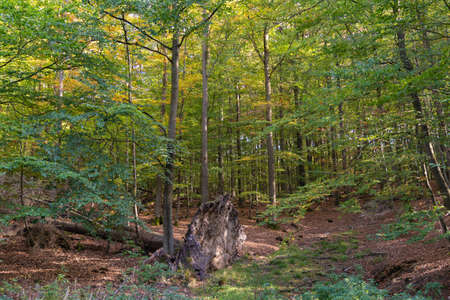 Fallen tree in the forest with a huge flat rootの写真素材
