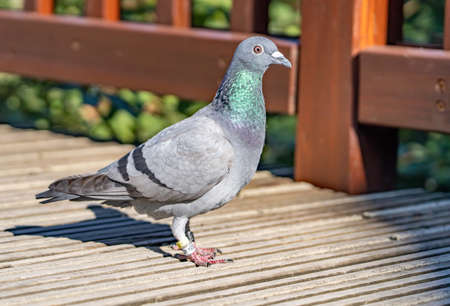 A ringed carrier pigeon takes a break on its flight into the domestic dovecoteの写真素材