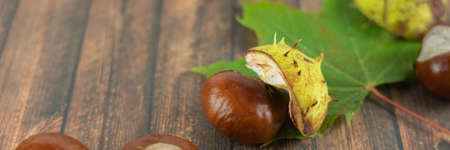 Chestnuts with leaves on wood background, copy space, bannerの写真素材